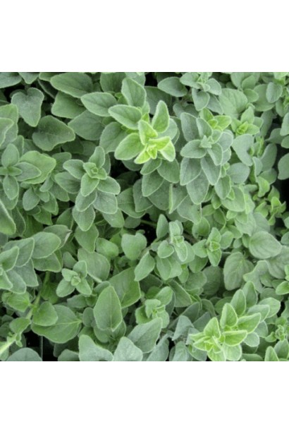 Душица/Материнка/Орегано Хот енд Спайси